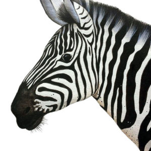 aquarelle zebre noir et blanc profil