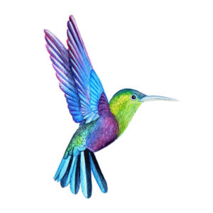 oiseau mouche colibri violet bleu