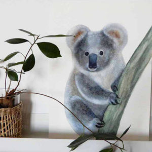 koala Australien