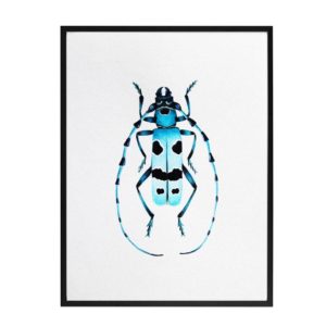 dessin planche d'insecte sacrabée