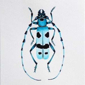 aquarelle scarabée bleu pois noirs