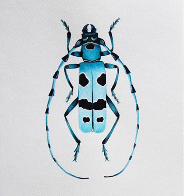 aquarelle scarabée bleu rosalie Alpine