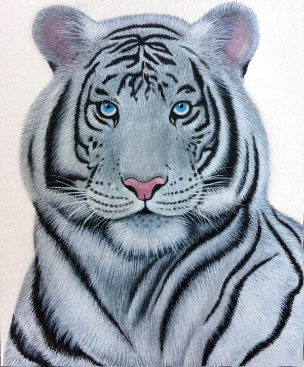 aquarelle animal sauvage tigre blanc