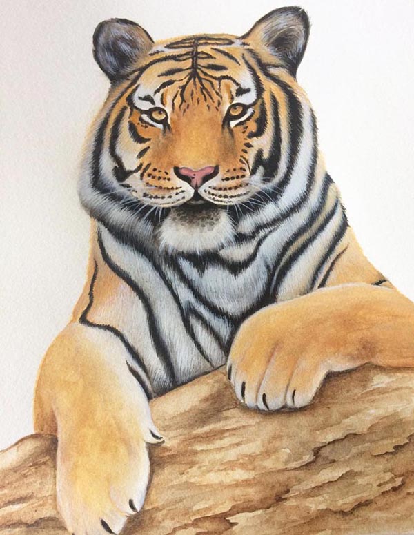 aquarelle tigre de face