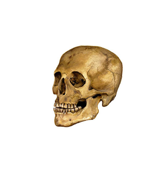 dessin crâne humain aquarelle