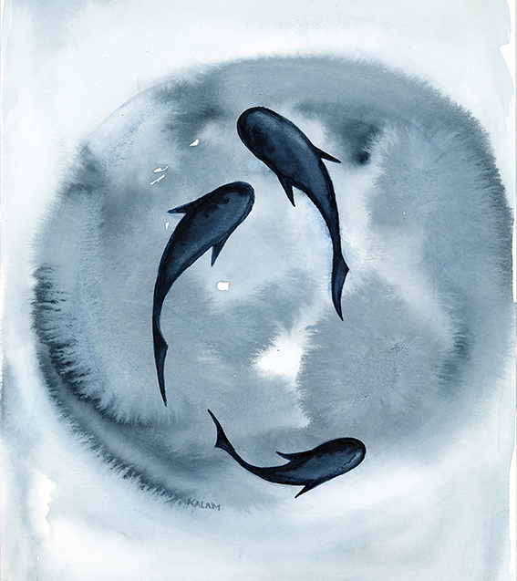 aquarelle dessin requins karine Lamouroux